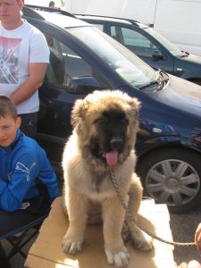 Vedeta sectorului animale