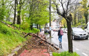 Trunchi masiv prăbuşit pe trotuar – Ziarul Argeşul - ediţia online Trunchi masiv prăbuşit pe trotuar