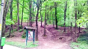 Cum intri pe alee, ai deja trei cărări către inima pădurii