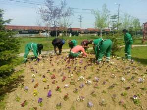 Panseluţe plantate la Mioveni