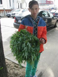 Ramurile de salcie, mica "afacere" de Florii 