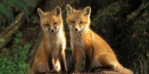 Momeli antirabice pentru vulpi