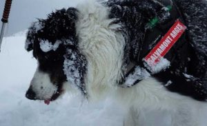 Câinele Dara, la instruire