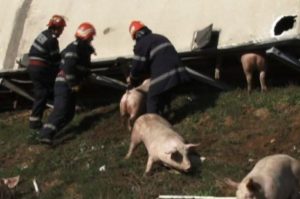 Animalele, recuperate în cursul zilei de azi