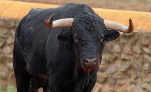 Taurul a ucis o femeie din Stolnici