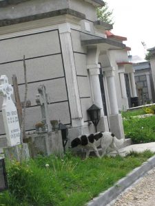 Cimitirul este şi... raiul câinilor fără stăpân 