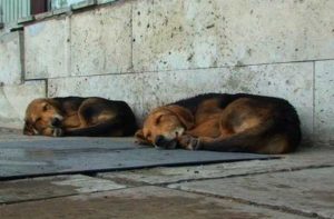 8.200 câini strânşi de pe străzile din Piteşti