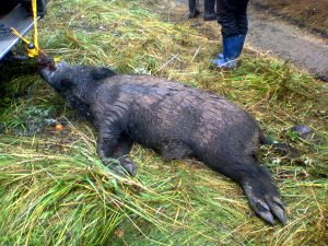 Mistreţ împuşcat de braconieri – Ziarul Argeşul - ediţia online Mistreţ împuşcat de braconieri