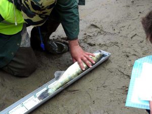 Inspectorii măsoară păstrăvii pescuiţi