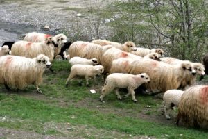 Bucureşteni prinşi cu oi furate în Argeş