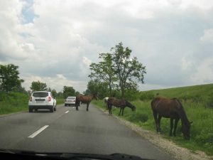 Caii zburdă liberi pe DN7C la Merişani!
