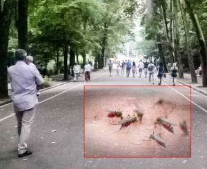 Pe aleile din Trivale te mănâncă ţânţarii