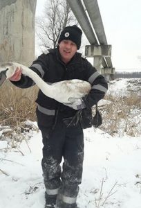 Pui de lebădă salvat din gheaţă la Bascov