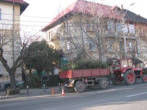 Au dat zor cu toaletarea arborilor