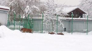 Tigrii siberieni o domnesc pe zăpadă
