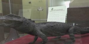 Crocodilul de Nil, donat de angajaţii de la ARO