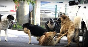Câini agresivi pe străzi...