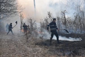 Flăcări în mijlocul pădurii