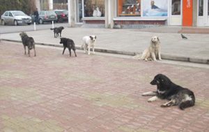 Oameni terorizaţi de câini la Curtea de Argeş
