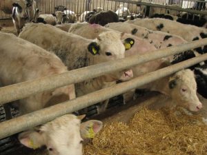 Când vine vorba de hrană, nu se fac compromisuri