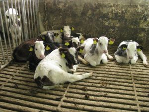 Viţeii au parte de cele mai bune condiţii