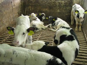 Ţarcurile sunt curăţate de mai multe ori pe zi