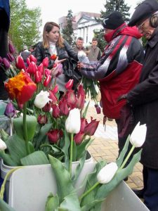 Lalelele, simbol al Piteştiului – Ziarul Argeşul - ediţia online Lalelele, simbol al Piteştiului