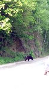 Ieşit la marginea drumului...