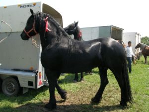 Anemie infecţioasă la cai în Argeş