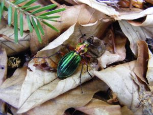 Miniexpoziția este deschisă între orele 9 - 17 – Ziarul Argeşul - ediţia online