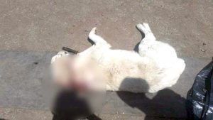 Proprietarul stânei şi-a găsit câinele împuşcat
