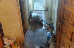 Găsit mort în casă