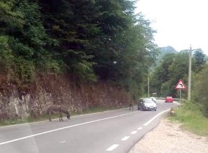 Doi măgăruşi plecaţi în "drumeţie" pe Transfăgărăşan – Ziarul Argeşul - ediţia online