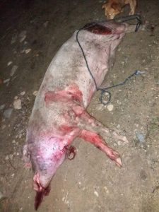 Urşii au atacat din nou la Mălureni