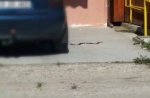 Şarpele se târa spre scara blocului – Ziarul Argeşul - ediţia online