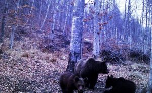 Liber la vânătoarea de urşi
