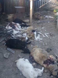 Urşii au făcut din nou prăpăd la Arefu