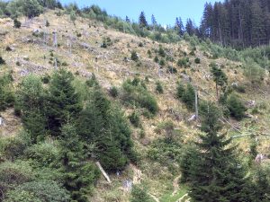 Urme de cioate pe un versant altădată împădurit – Ziarul Argeşul - ediţia online