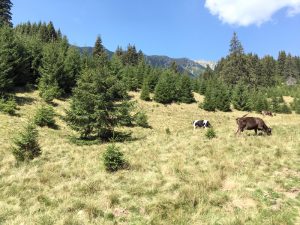 Elveţia? Nu: Argeş! – Ziarul Argeşul - ediţia online