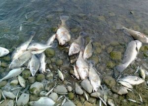Puiet de peşte mort pe râul Bratia
