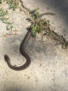 Viperele au ajuns la Topoloveni!