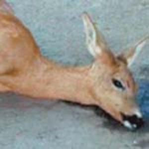 Puiul de căprioară a fost salvat de la o moarte sigură