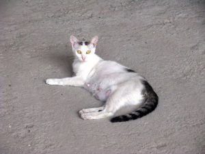 Muncitorilor de la Grădina de vară li s-a arătat pisica