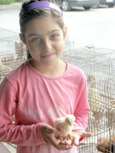 O fetiţă de nouă ani vinde pui de-o zi în Ceair, să-şi ia ghiozdan şi rechizite la toamnă