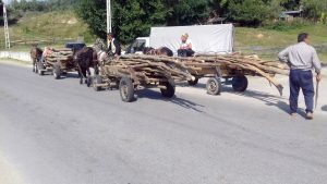 Jandarmii, pe urmele hoţilor de lemne