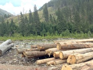 Defrişările continuă – Ziarul Argeşul - ediţia online