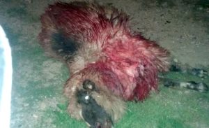 Urşii au atacat din nou în Argeş