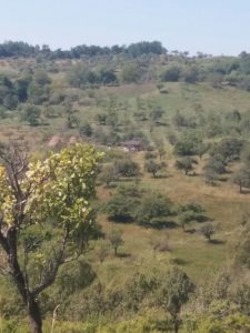 Crimă între ciobani