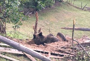 Ursul, captiv în gardul de sârmă ghimpată – Ziarul Argeşul - ediţia online