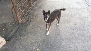 Ecarisaj la Piteşti? Cică în toamna asta...